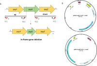 (a) Schematic representation of upstream and downstream homologous arms with primers and restriction sites used for deletion of target gene and genotype after double crossover.