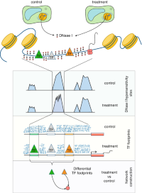 Analysis of DHSs and genomic footprinting from DNase-seq data for network construction.