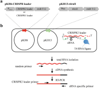 T4 RNA ligase 1T4 RNA ligase 1 catalyzes the ligation between sRNA Small regulatory RNAs (sRNA) and the CRISPR Clustered regularly interspaced short palindromic repeats (CRISPR) leader.