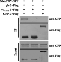 An example of a result of Co-IP Co-immunoprecipitation (Co-IP) assay between Barley stripe mosaic virus-encoded γb protein and N.