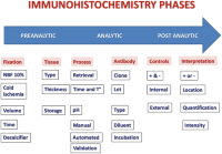 Schematic representation of the steps in the different phases of immunohistochemistry for the Central Nervous System