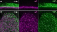 RNAscope, combined with immunofluorescence, in whole-mounted inner earInner ears tissues.