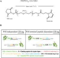 Structure of the SM(PEG)2 cross-linker and illustrations of CH-tag variations that can be used for ssAP-anchXL-MS.