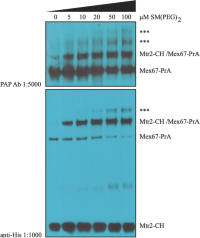 SM(PEG)2 titration on small-scale ssAP.