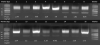 Examples of checking amplified DNA products of 16 samples after 13 cycles of polymerase chain reactionPolymerase chain reaction (PCR) cycles.