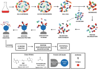 Workflow for the in vivo cross-linking and coimmunoprecipitation of proteins in H.
