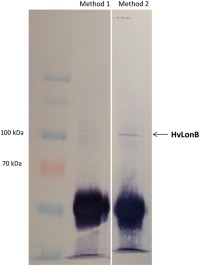 Western blot showing the immunoprecipitation of HvLonB.