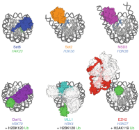 Structures of histone methyltransferase–nucleosome complexes solved by cryo-EM.