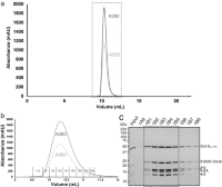 Dot1L-H2BK120Ub nucleosome purification.