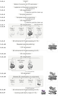 Example data analysis workflow for Dot1L–ubiquitylated nucleosome complex dataset