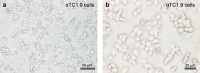 Characteristic morphology of cultured αTC1.9αTC1.9 cells as seen at low (a) and high magnification (b)