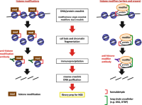 Workflow of chromatin immunoprecipitation (ChIP)Chromatin immunoprecipitation (ChIP) assay for analyzing histone modificationsHistone modifications and modifiers