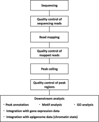 Workflow of chromatin immunoprecipitation sequencing (ChIP-seq)Chromatin immunoprecipitation sequencing (ChIP-seq) data analyses