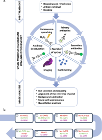 Schematic of the cyclic multiplexMultiplex fluorescent immunohistochemistryImmunohistochemistry (IHC) protocol.