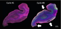 Minimal damage to FFPE sections after eight IHCImmunohistochemistry (IHC) cycles.