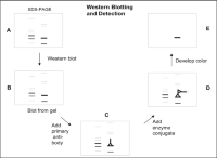 Schematic representation of western blottingWestern blotting and detection procedure.