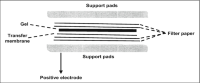 The western blotWestern blots transfer assembly.