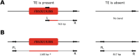 Schematic representation of the FBti0019386 TE insertion and the primers to experimentally validate its presence and/or absence.