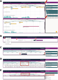 Genomic coordinates of the region where the TE is annotated in the DrosOmics browser.