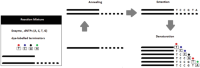 Fluorescent cycle sequencing overview