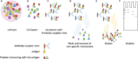 Schematic representation of the main steps of the immunoprecipitation protocol