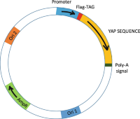 Cartoon representing a plasmid for the overexpression of a tagged protein (specifically, the YAP protein tagged with the FLAG epitope in frame with its N terminus).