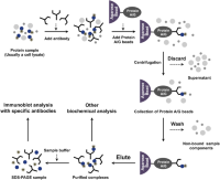 Schematic diagram of the principle of co-immunoprecipitationCo-immunoprecipitation (co-IP) .