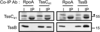 Co-immunoprecipitationCo-immunoprecipitation (co-IP) analysis of TssB and TssC41 in A.