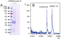 PurificationPurifications of the CDK2/cyclin A complex.