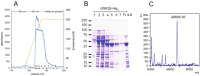 Ni-NTA chromatographyChromatography purificationPurifications of GSK3β-His6.