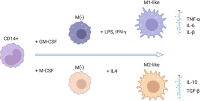 Schematic overview of macrophageMacrophages differentiationDifferentiation and polarizationPolarization from human CD14+ bloodBlood monocytesMonocytes .