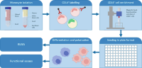 Schematic workflow of monocyteMonocytes isolation from buffy coats and macrophageMacrophages differentiationDifferentiation and polarizationPolarization