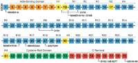 Diagram of the dystrophin molecule and the epitope locations of some commonly-used antibodies.