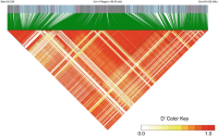 Linkage disequilibrium in the 199.5 kb region around the significant marker, Gm14_30328285, on chromosome 14.