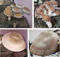 Fruiting bodyFruiting bodies of Lentinula edodes Lentinula edodes (L.