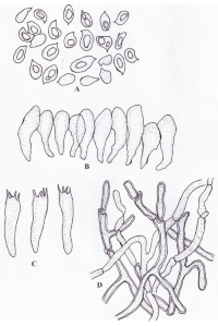 Microscopic charactersMicroscopic characters of Lentinula edodes Lentinula edodes (L.