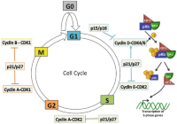 Overview of the eukaryotic cell cycle.