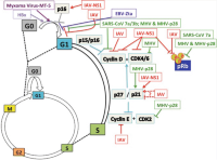 Viral regulation of G0/G1 transition.