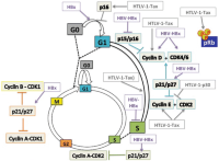 Modulation of cell proliferation pathways by HBV (HBx) and HTLV-1.