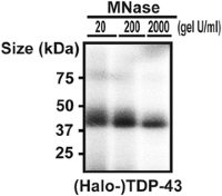 Phosphorimage of a Bis-Tris gel used to resolve immunoprecipitated TDP-43 that had been cross-linked with radiolabeled RNA fragments.