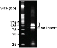 RT and PCR amplification from TDP-43-bound RNA fragments.