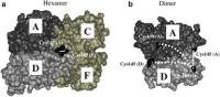 Protein cross-linking based on structural design to probe quaternary structure.