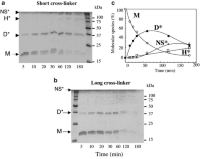 In vitro cross-linking of the NDPK-B hexamer with short and long cysteine specific cross-linkers.