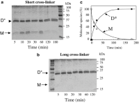 In vitro cross-linking of the dimeric mutant of NDPK-B with short and long cysteine specific cross-linkers.