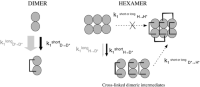 Diagram of in vitro cross-linking efficiencies of NDPK-B with short and long cysteine-specific cross-linkers as a function of the oligomeric states.