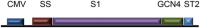 Diagrammatic representation of S1 expression cassette.