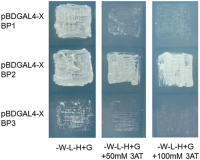 Yeast growth on selection plates with different concentrations of 3AT.