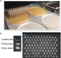 Selection and replica plating of positive yeast colonies.