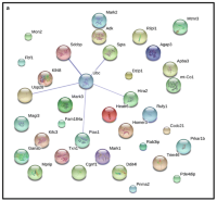 Confidence view of STRING analyses for all interacting host proteins identified in the different screens and listed in Table 1 [29].