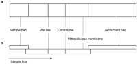 Schematic diagrams of ICA test strip.